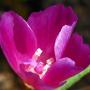 Slender Clarkia (Clarkia gracilis):Most Clarkias are difficult to ID as they are so variable in characteristics.  Native.